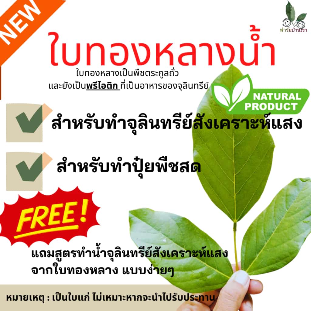 ฟาร์มบ้านเรา ใบทองหลางน้ำ ปุ๋ยพืชสด สำหรับทำจุลินทรีย์สังเคราะห์แสงใบทองหลางน้ำ ใบทองหลางน้ำทำปุ๋ยพืชสด น้ำหนัก1kg