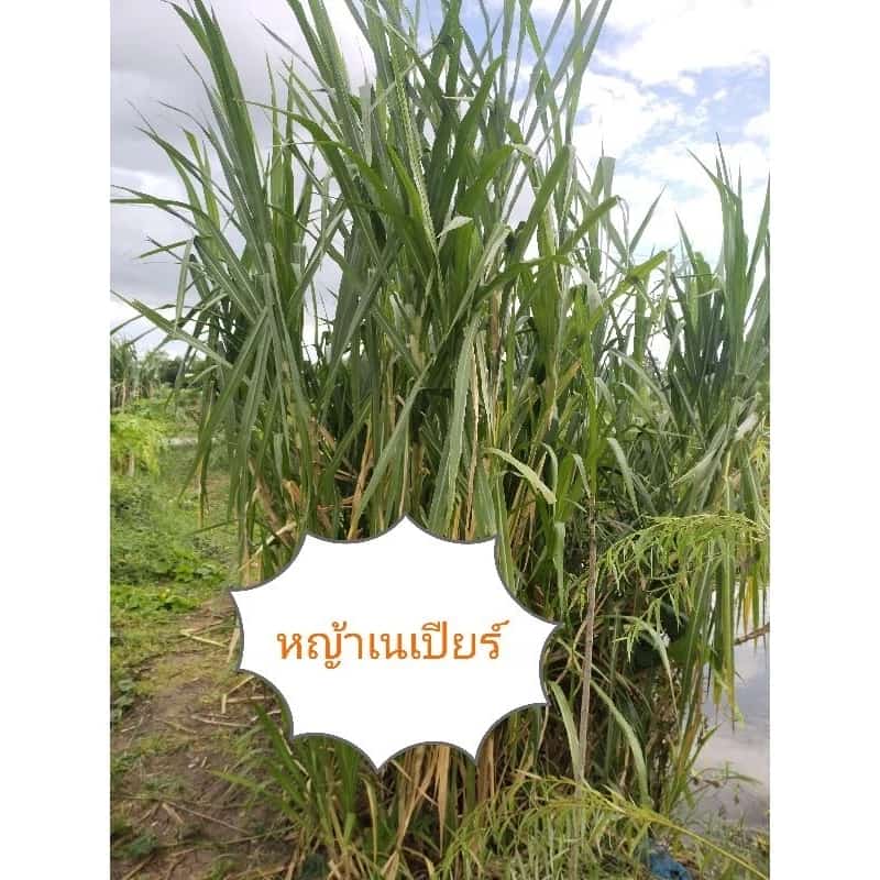 หญ้าเนเปียร์ ท่อนพันธุ์หญ้าเนเปียร์ตัดสด 1 ท่อน 2 ข้อตา สำหรับปลูก อาหารสัตว์