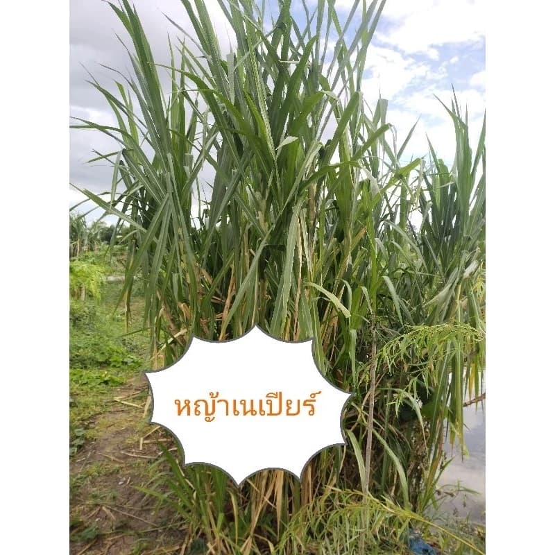 หญ้าเนเปียร์ ท่อนพันธุ์หญ้าเนเปียร์ตัดสด 1 ท่อน 2 ข้อตา สำหรับปลูก อาหารสัตว์