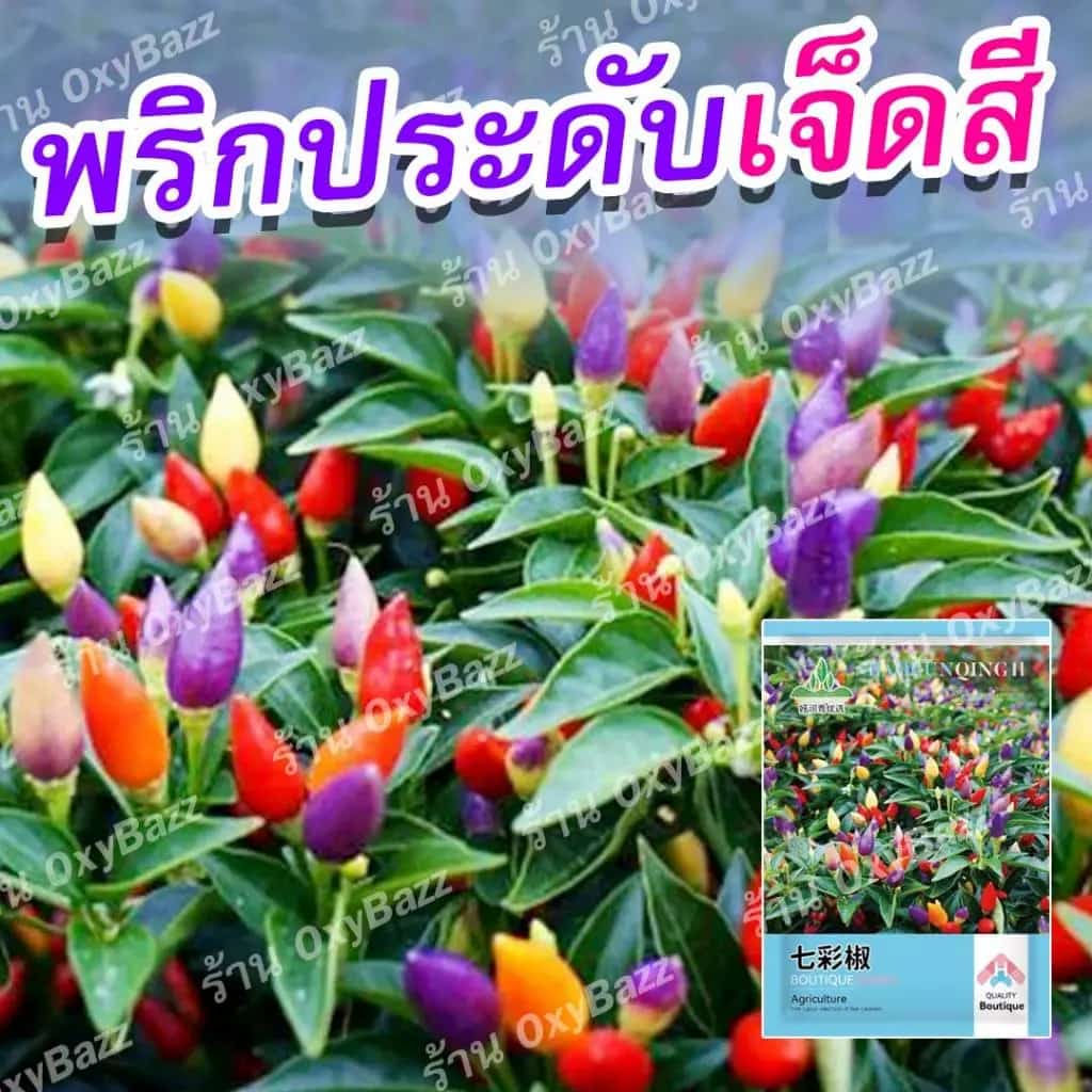 (ซองใหญ่ 100 เมล็ด) เมล็ดพันธุ์พริกประดับ เมล็ดพันธุ์พริกสีรุ้ง เมล็ดพริกเจ็ดสี…