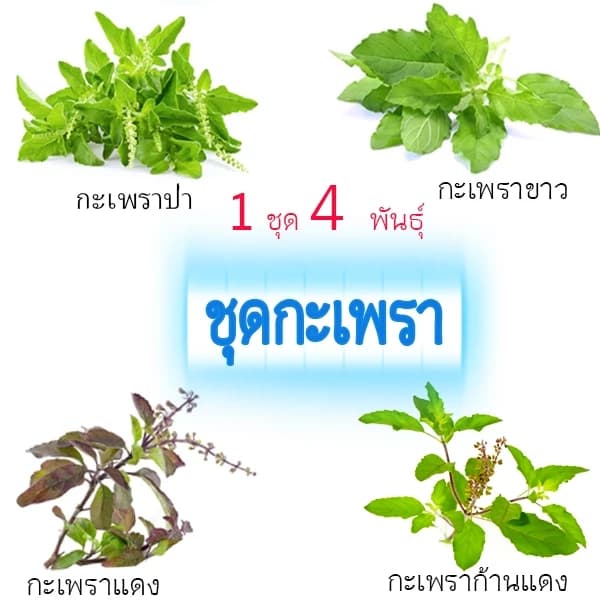 ชุดกะเพรา 10แถม1!! ถูกที่สุด38บ. เมล็ดพันธุ์กะเพรา 4 พันธุ์ กะเพราป่า กะเพราขาว กะเพราแดง…