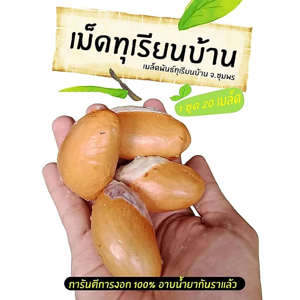 เมล็ดพันธุ์ทุเรียนบ้าน เม็ดทุเรียนบ้าน…