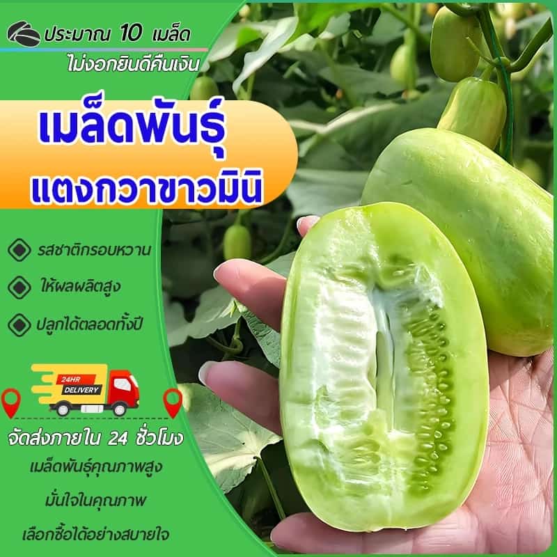10 เมล็ดเมล็ดพันธุ์แตงกวาขาวมินิเมล็ด แตงกวาขาวมินิ เมล็ดแตงกวาแคระ เมล็ดแตงกวาจิ๋วเมล็ดแตงกวา