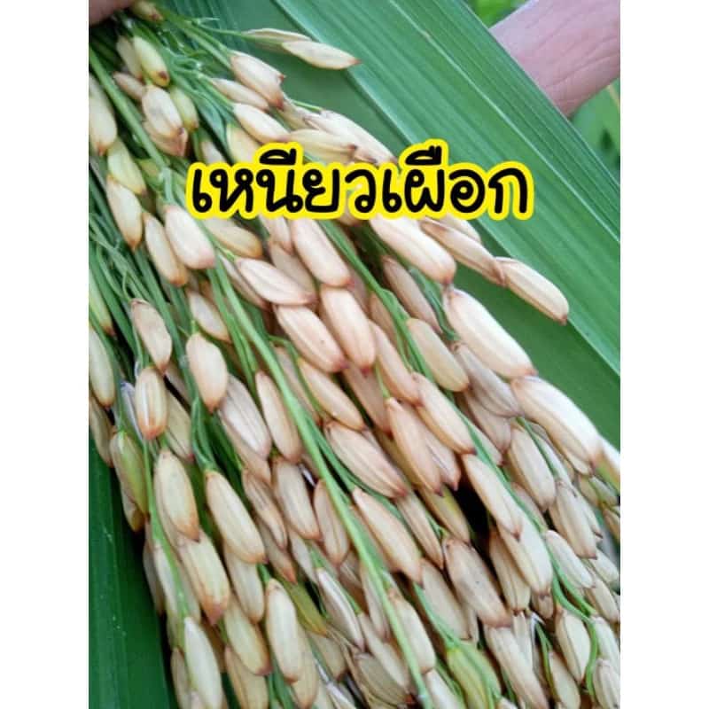 เมล็ดพันธุ์ข้าวเหนียวไร่ เหนียวเผือก 150 เมล็ด (โปรดพิจารณาก่อนตัดสินใจ)