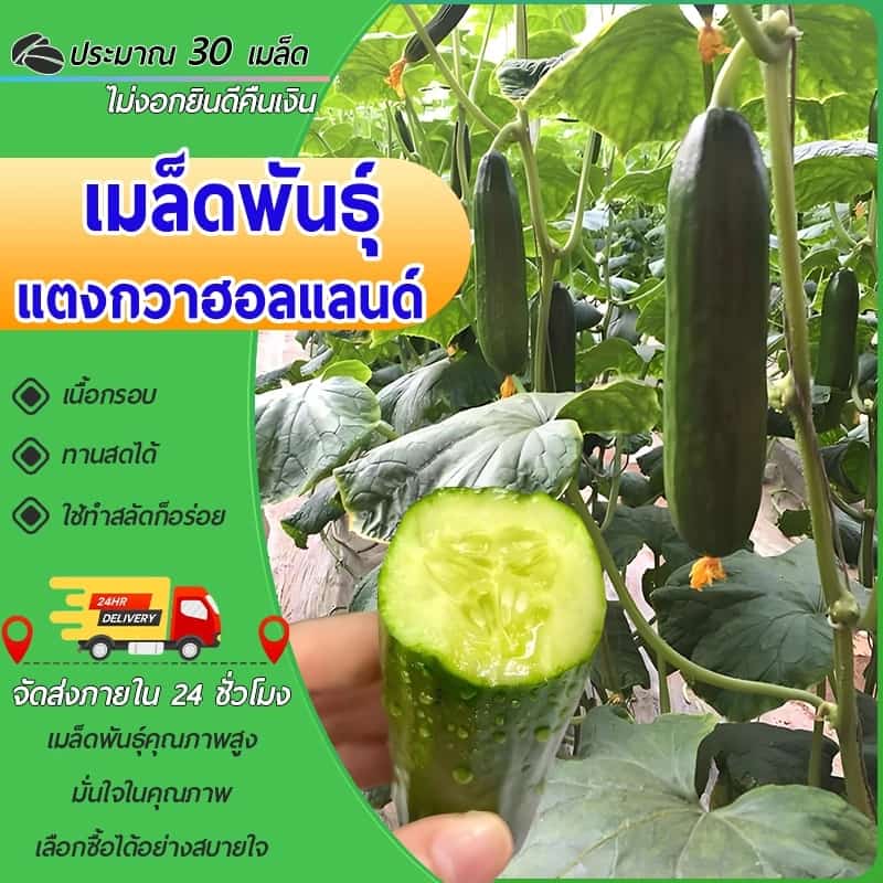 30 เมล็ดเมล็ดพันธุ์แตงกวาฮอลแลนด์ เมล็ดพันธุ์แตงกวา เมล็ดแตงกวาด แตงกวาไร้หนาม ผักทานสด สวนครัว