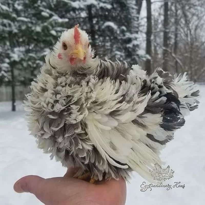 ไข่เชื้อไก่มินิโคชิน ตัวเล็กๆเท่าลูกบอล เลี้ยงสวยงามเดินตามสวนในบ้าน น่ารักๆ มาจากประเทศจีน