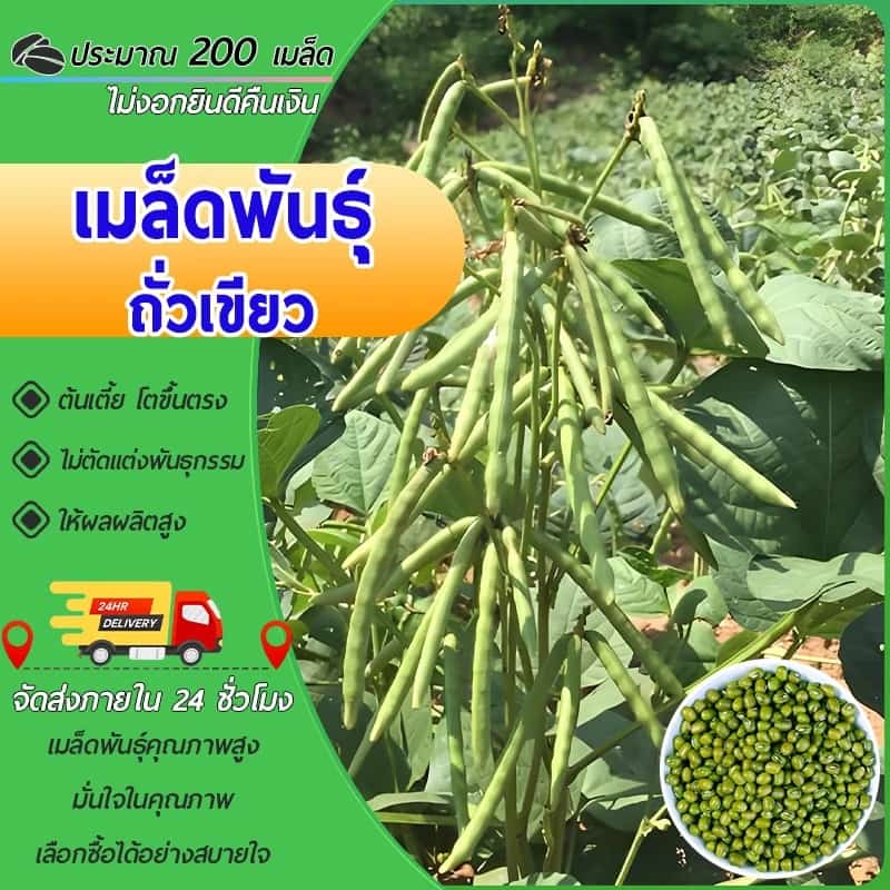 200 เมล็ดเมล็ดพันธุ์ถั่วเขียวเมล็ดถั่วเขียว ถั่วเขียว อัตตราการงอกสูงปลูกง่าย ปลูกไว้ทานกินเอง