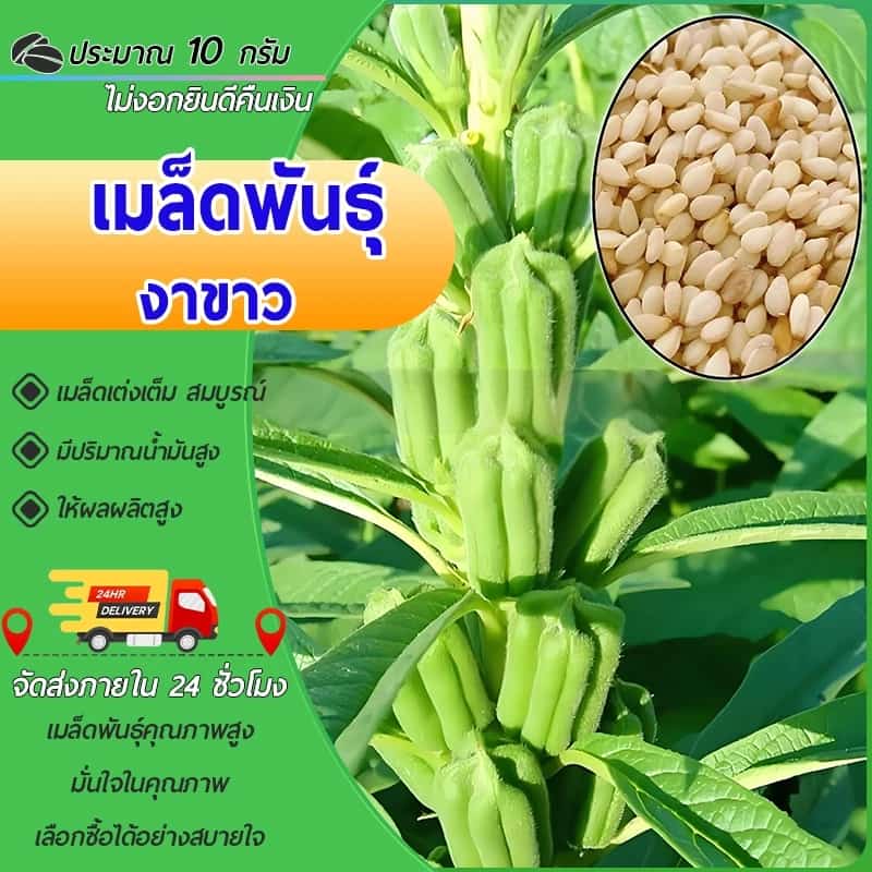 10g เมล็ด เมล็ดพันธุ์งาขาว เมล็ดงาขาว งาขาว เมล็ดพันธุ์งา ปลูกต่อได้ ใช้เพาะปลูก
