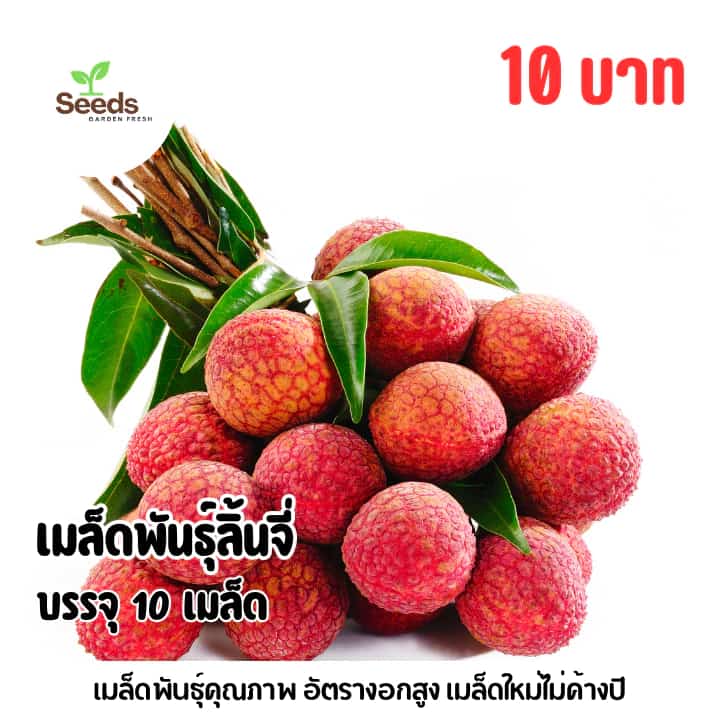 เมล็ดพันธุ์ลิ้นจี่ บรรจุ 10 เมล็ด