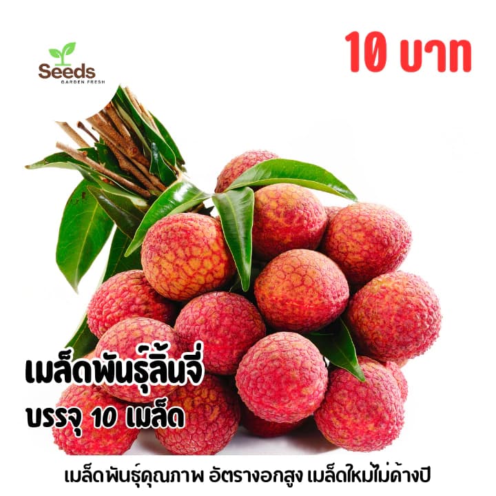 เมล็ดพันธุ์ลิ้นจี่ บรรจุ 10 เมล็ด