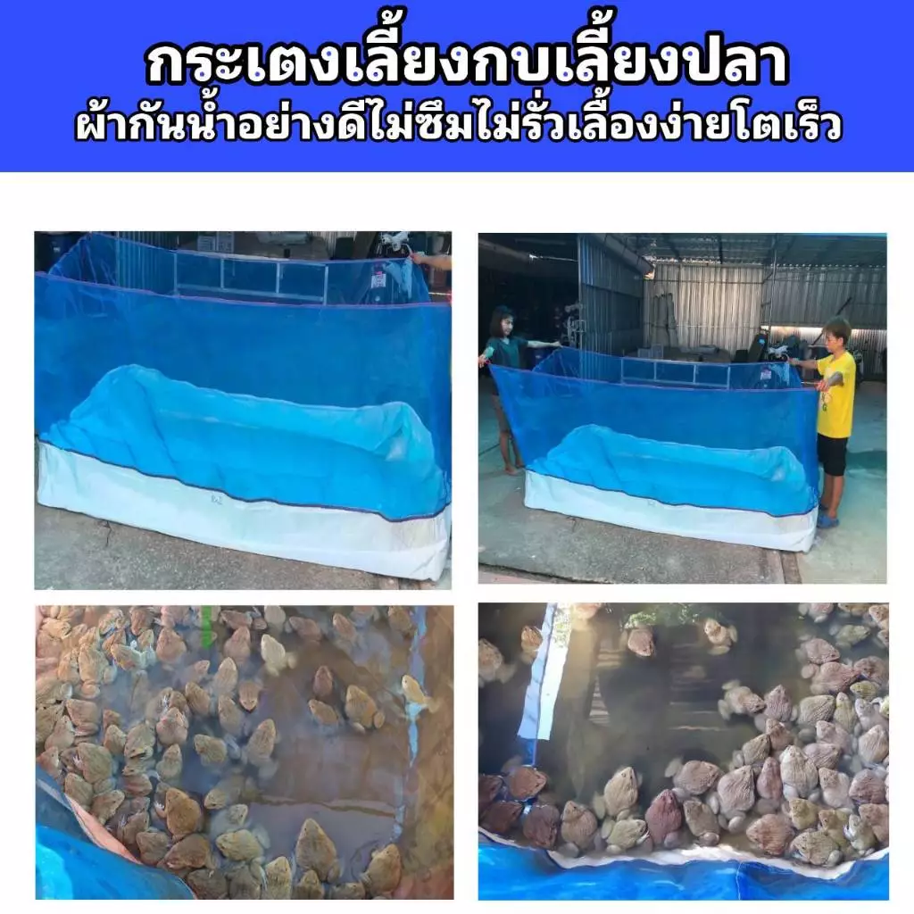 บ่อเลี้ยงกบ กระเตงกบ (กระเตงบก) บ่อเลี้ยงกบ บ่อเลี้ยงปลา