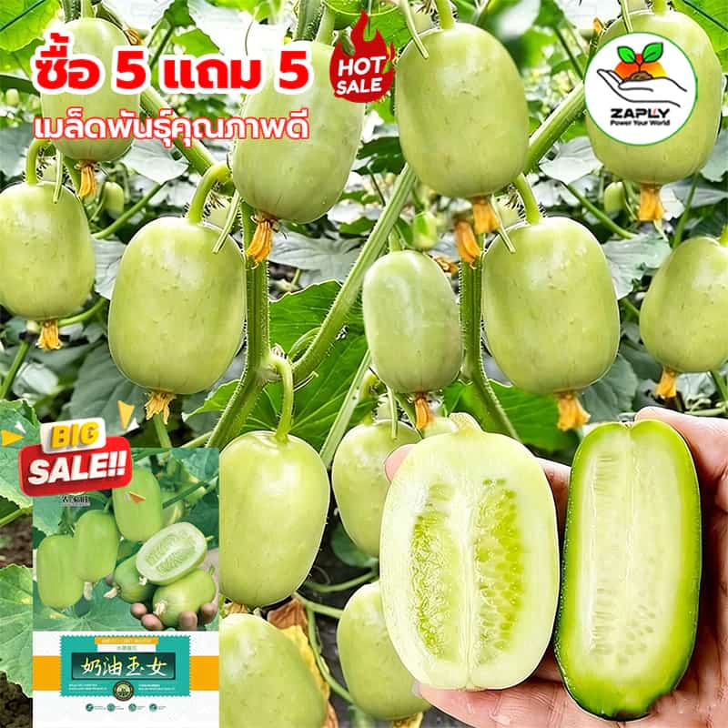 【ซื้อ 5 แถม 5 ฟรี 】10 เมล็ด แตงกวาลูกดก เมล็ดพันธุ์แตงกวาลูกดก งอกง่าย ผลดกมากก ผลแตงกวาสด…