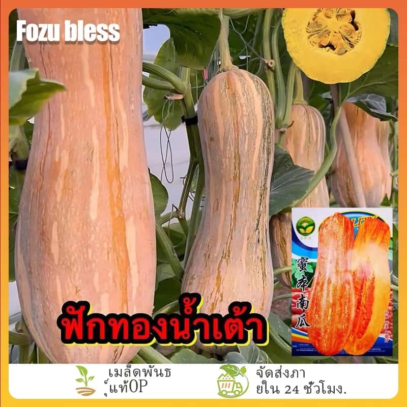 เมล็ดพันธุ์ฟักทองน้ำเต้า เมล็ดพันธุ์ราคาถูก เมล็ดพันธุ์ออร์แกนิค เมล็ดพันธุ์หายาก…