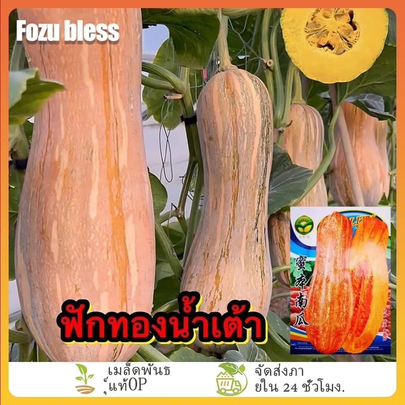 เมล็ดพันธุ์ฟักทองน้ำเต้า เมล็ดพันธุ์ราคาถูก เมล็ดพันธุ์ออร์แกนิค เมล็ดพันธุ์หายาก…