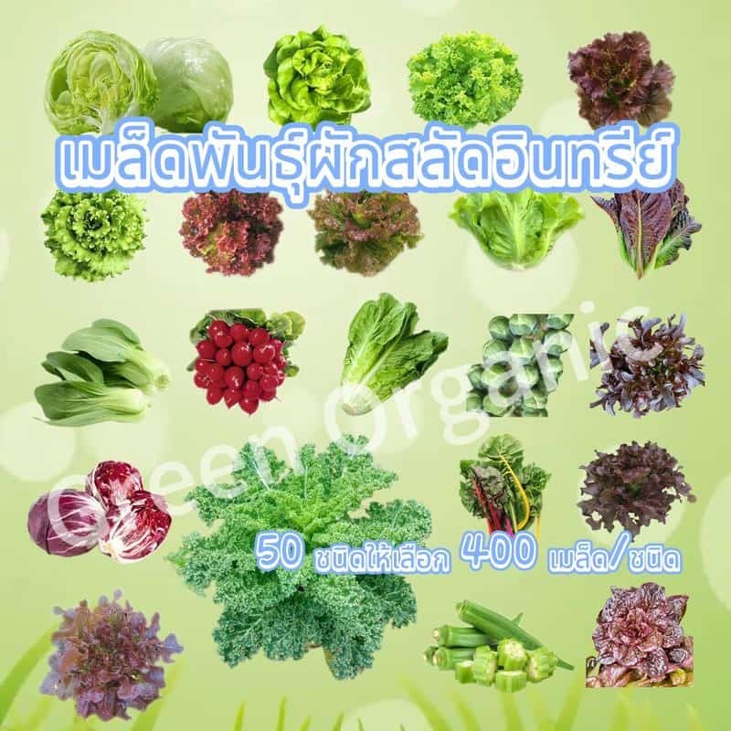 เมล็ดพันธุ์ เมล็ดพันธุ์ผักสลัดผักสลัด เมล็ดผัก เมล็ดผักสลัด400เมล็ด+ ปลูกผัก สลัด กรีนโอ๊ค คอส