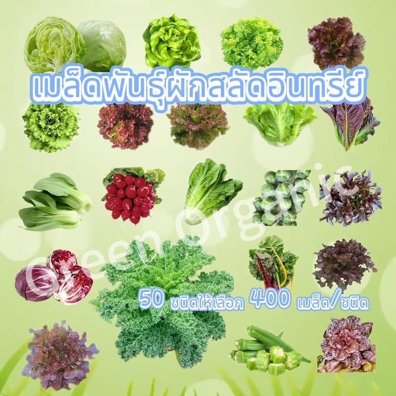 เมล็ดพันธุ์ เมล็ดพันธุ์ผักสลัดผักสลัด เมล็ดผัก เมล็ดผักสลัด400เมล็ด+ ปลูกผัก สลัด กรีนโอ๊ค คอส