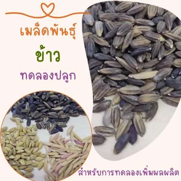 เมล็ดพันธุ์ข้าว ข้าวหอมมะลิ 105 ข้าวเหนียวดำ ข้าวญี่ปุ่น เพื่อการทดลองปลูก เพื่อการขยายพันธุ์