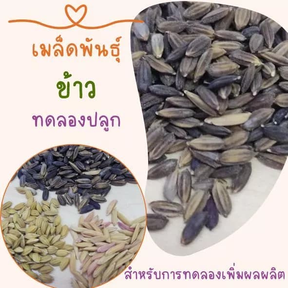 เมล็ดพันธุ์ข้าว ข้าวหอมมะลิ 105 ข้าวเหนียวดำ ข้าวญี่ปุ่น เพื่อการทดลองปลูก เพื่อการขยายพันธุ์