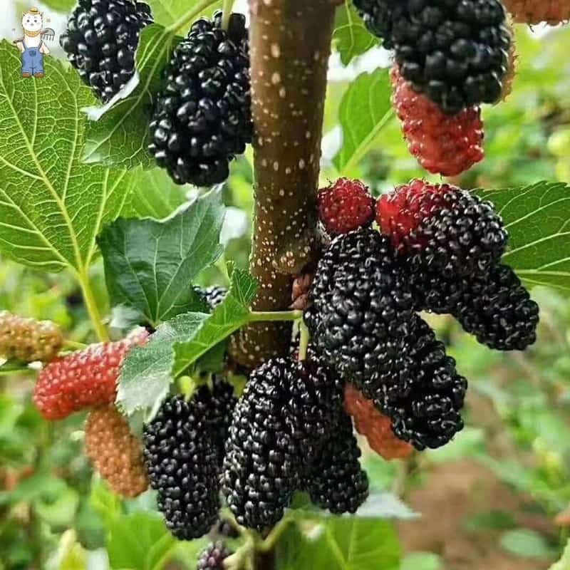 100 เมล็ดพันธุ์ เมล็ด หม่อน ลูกหม่อน หรือ เมล็ดมัลเบอร์รี่ เก้ซิวเอียะ Dwarf Mulberry Seeds…