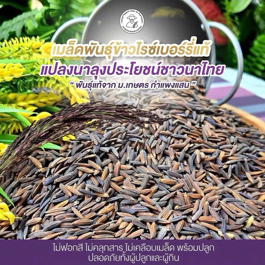 เมล็ดพันธุ์ข้าวไรซ์เบอร์รี่ สำหรับปลูก เมล็ดพันธุ์ข้าว Riceberry พันธุ์แท้จาก ม.เกษตร