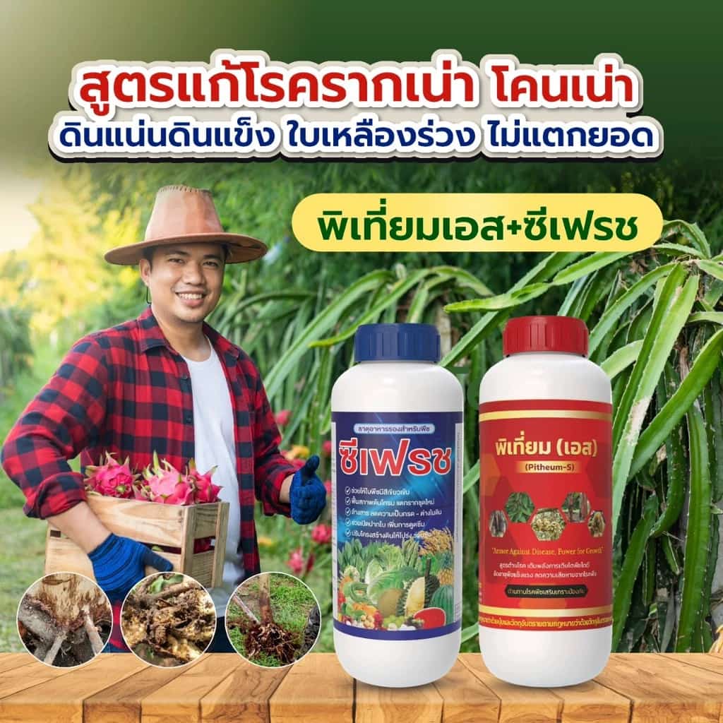 สูตรแก้รากเน่าโคนเน่า แก้รากไม่เดิน – รากเน่า (ครบเซตฟื้นราก) รากใหม่เดินดี…