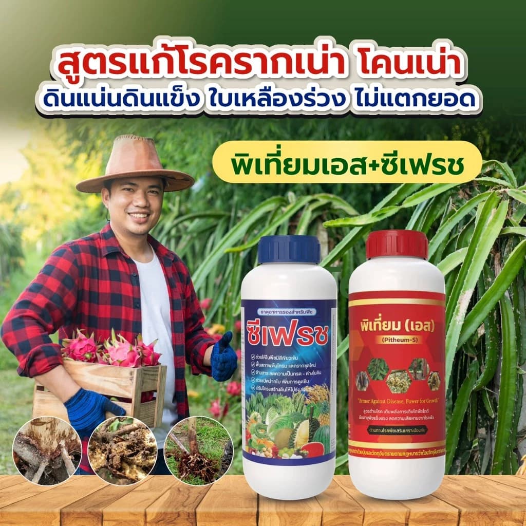 สูตรแก้รากเน่าโคนเน่า แก้รากไม่เดิน – รากเน่า (ครบเซตฟื้นราก) รากใหม่เดินดี…