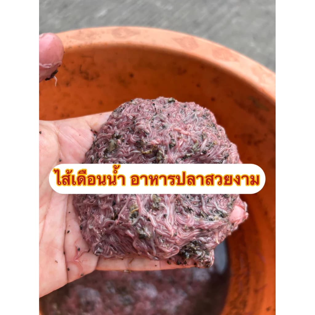 มาจ้า..ชุดเพาะไส้เดือนน้ำ พร้อมอุปกรณ์การเลี้ยงดูแล