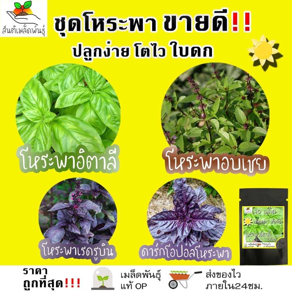 เมล็ดพันธุ์ ชุดโหระพา ขายดี ปลูกง่าย ใบดก โหระพาอิตาลีใบใหญ่/โหระพาอบเชย/โหระพาเรดรูบิน/ดาร์กโอปอลโหระพา