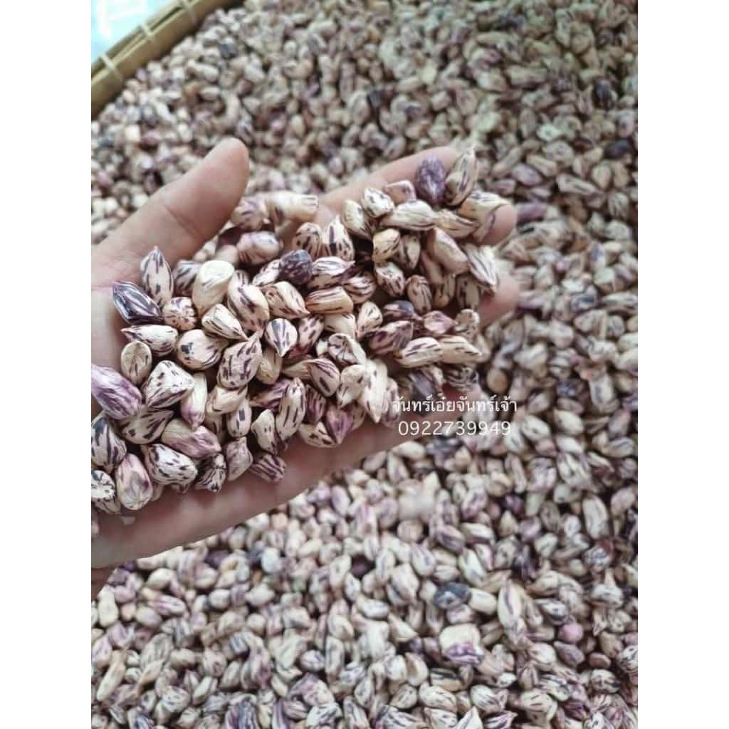 ถั่วลิสงลายเสือ เมล็ดพันธุ์ บรรจุ1 กก. แกะมือ พร้อมปลูก งอก99% เพาะถั่วงอกหัวโตได้…