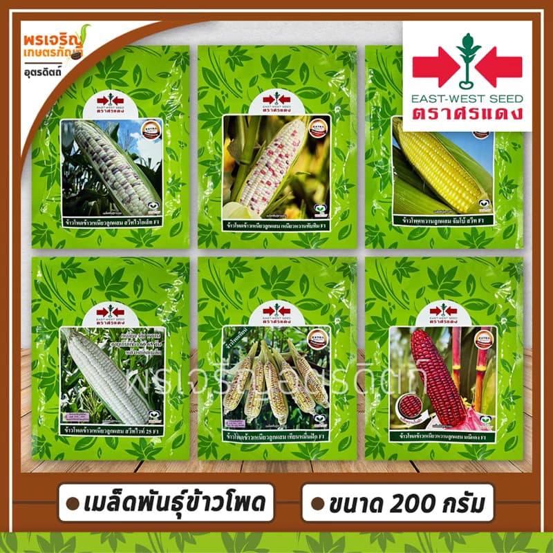 เมล็ดพันธุ์ข้าวโพด ข้าวโพดข้าวเหนียว ข้าวโพดหวาน (ขนาด 1,000 เมล็ด) เมล็ดพันธุ์ข้าวโพดศรแดง…