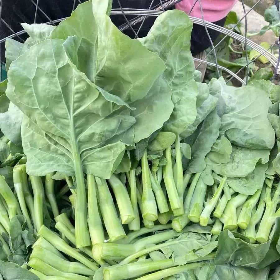 200Seeds Chinese Kale เมล็ดพันธุ์คะน้าฮ่องกง เมล็ดผัก เมล็ดผักสวนครัว เมล็ดคะน้า…