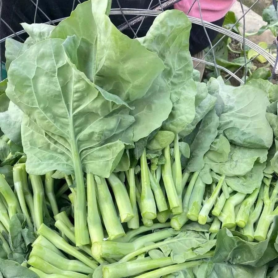 200Seeds Chinese Kale เมล็ดพันธุ์คะน้าฮ่องกง เมล็ดผัก เมล็ดผักสวนครัว เมล็ดคะน้า…