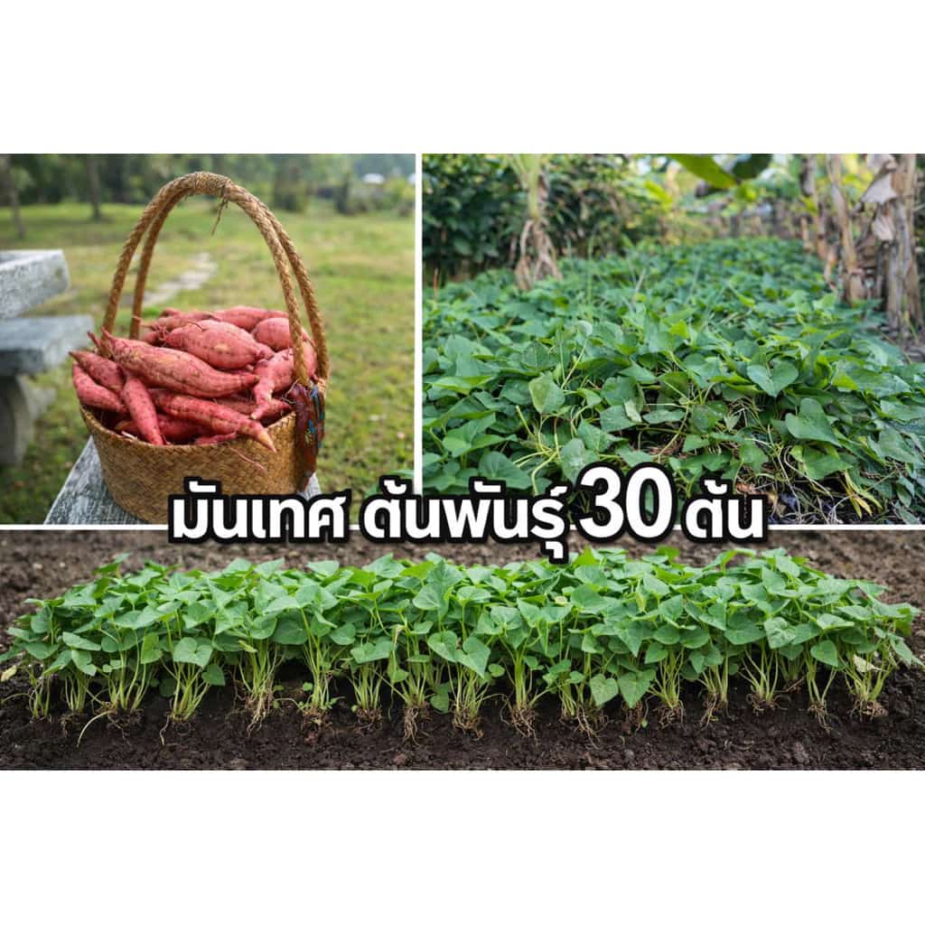 พันธุ์มันเทศ หรือส่วนยอดที่จะนำไปขยายทำพันธุ์ 30ยอด
