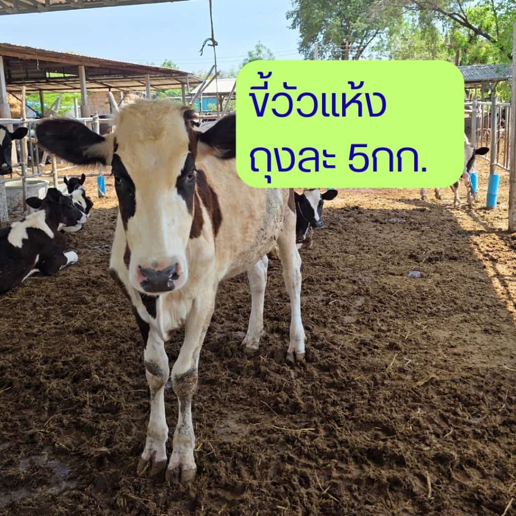 ขี้วัว ขี้วัวแห้ง มูลวัว มูลวัวแห้ง ปุ๋ยขี้วัว ปุ๋ยมูลวัว ปุ๋ยคอก ปุ๋ยคอกขี้วัว กระสอบ 5 กิโลกรัม สำหรับสวนและแปลงปลู