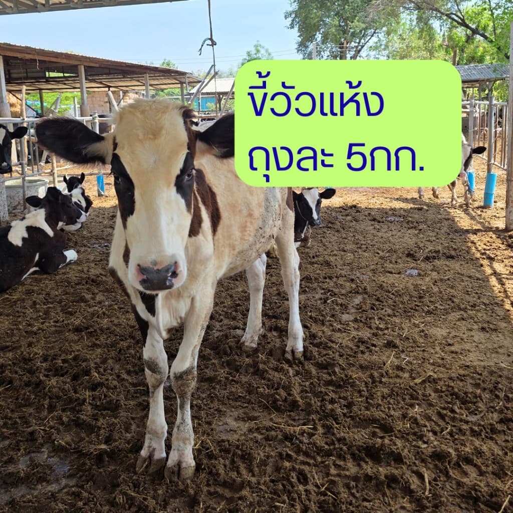 ขี้วัว ขี้วัวแห้ง มูลวัว มูลวัวแห้ง ปุ๋ยขี้วัว ปุ๋ยมูลวัว ปุ๋ยคอก ปุ๋ยคอกขี้วัว กระสอบ 5…