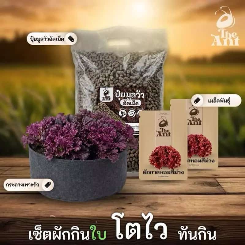 ชุดปลูกผักกาดหอมสีม่วง เซตผักกินใบ3 พร้อมเมล็ดพันธุ์ออร์แกนิค ปลูกผักเอง สวนผัก ปุ๋ยมูลวัวอัดเม็ด กระถางปลูกผัก