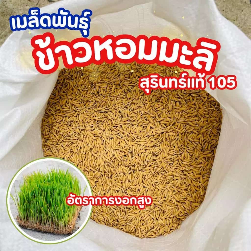 เมล็ดพันธุ์ข้าวหอมมะลิ 105 สุรินทร์แท้ ข้าวนาปี รวงหนัก กอแน่น ทนแล้ง