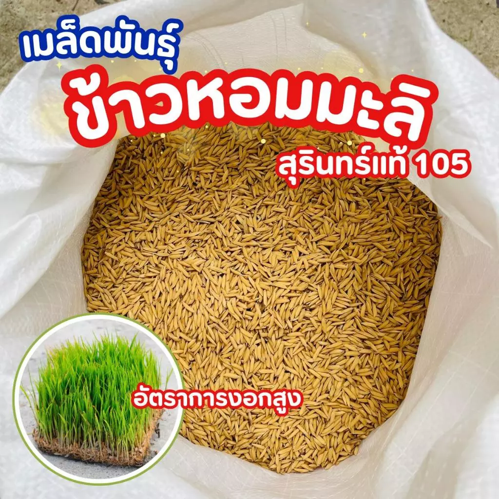 เมล็ดพันธุ์ข้าวหอมมะลิ 105 สุรินทร์แท้ ข้าวนาปี รวงหนัก กอแน่น ทนแล้ง