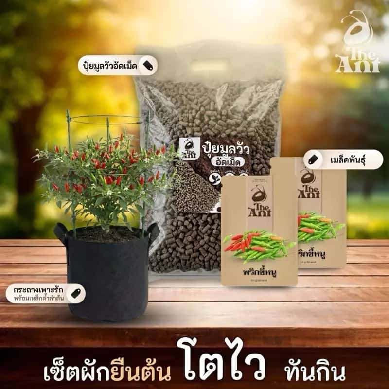 ชุดปลูกพริกขี้หนู เชตผักยืนต้น4 พร้อมเมล็ดพันธุ์ออร์แกนิค ปลูกผักเอง สวนผัก ปุ๋ยมูลวัวอัดเม็ด กระถางปลูกผัก