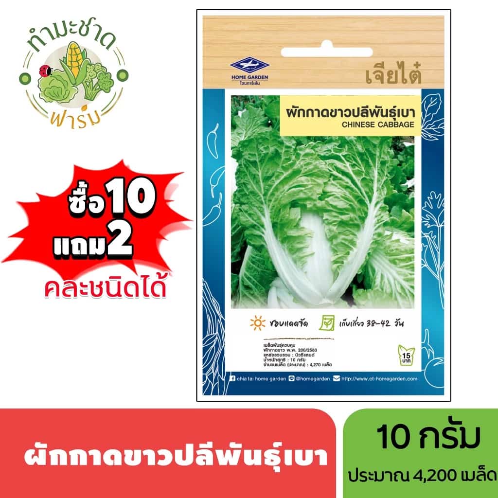 เจียไต๋ (ซื้อ10แถม2) เมล็ดพันธุ์ ผักกาดขาวปลีพันธุ์เบา ขนาด10กรัม ประมาณ4,270เมล็ด Chinese Cabbage ผักกาดขาว เมล็ดพันธุ์