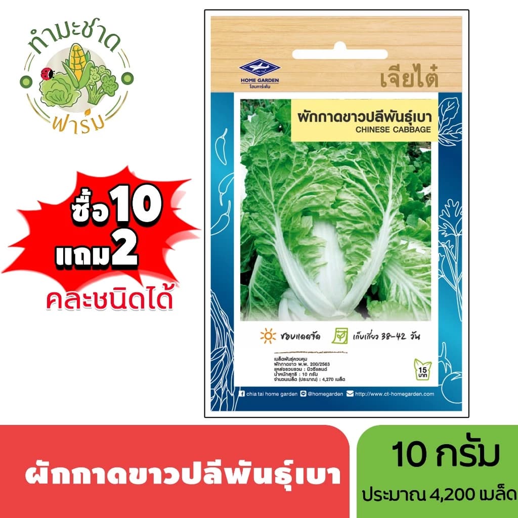 เจียไต๋ (ซื้อ10แถม2) เมล็ดพันธุ์ ผักกาดขาวปลีพันธุ์เบา ขนาด10กรัม ประมาณ4,270เมล็ด Chinese…