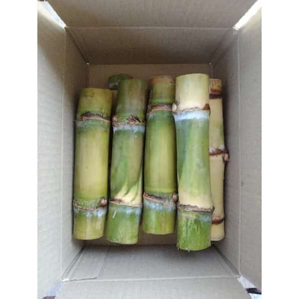 พันธุ์อ้อยคั้นน้ำสุพรรณบุรี50 อ้อยอินทรีย์ อ้อยคั้นน้ำ อ้อยสุพรรณบุรี50 ปลอดสาร sugarcane