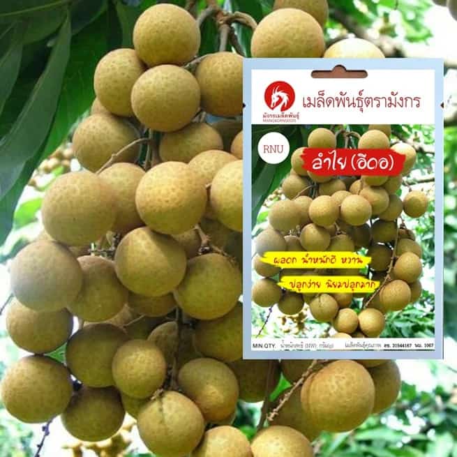 เมล็ดพันธุ์ลำไย (อีดอ) (เมล็ดพันธุ์คุณภาพดี)