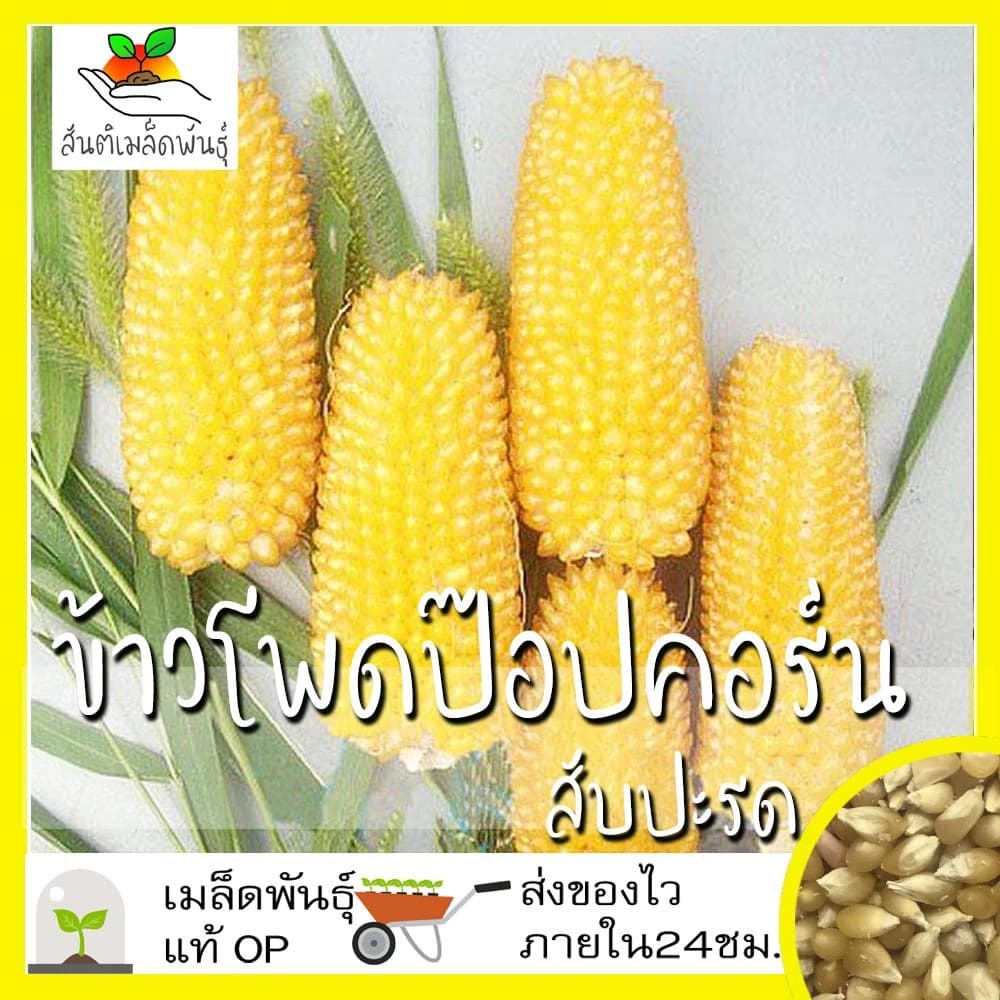 เมล็ดพันธุ์ ข้าวโพด ป๊อปคอร์น สับปะรด 15 เมล็ด Pineapple Popcorn เมล็ดพันธุ์แท้…