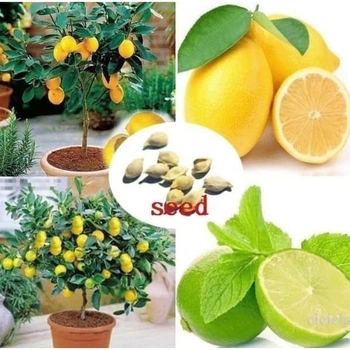 เมล็ดพันธุ์มะนาวเลม่อน เมล็ดพันธุ์ Lemon Seeds 10 เมล็ด บอนสี เมล็ดพันธุ์ดอกไม้ เมล็ดพันธุ์พืช…