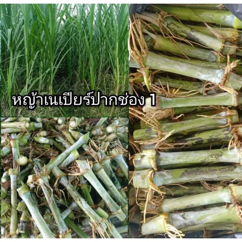 ท่อนพันธุ์หญ้าเนเปียร์ปากช่อง 1 จำนวน 50 ท่อน