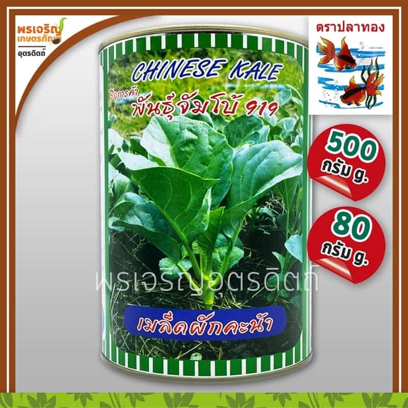 เมล็ดพันธุ์คะน้า คะน้ายอด คะน้าจัมโบ้ 919 (80, 500 กรัม) เมล็ดคะน้ายอด เมล็ดคะน้าปลาทอง…