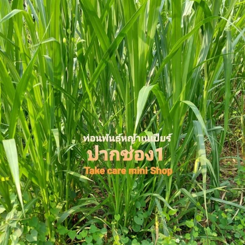 ท่อนพันธุ์หญ้าเนเปียร์ปากช่อง1 จำนวน 25 ท่อน