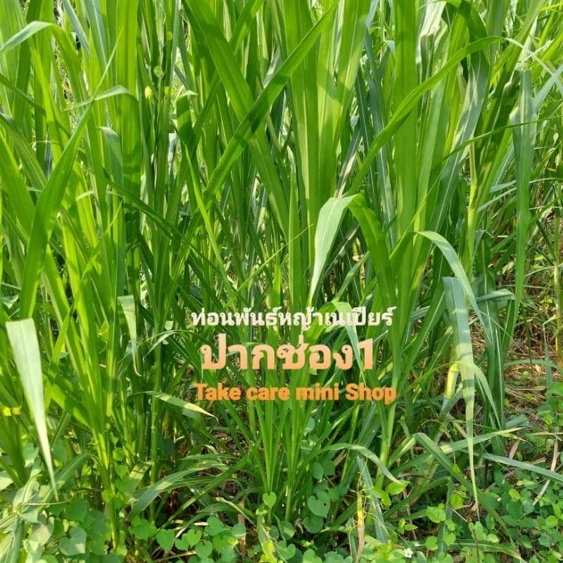ท่อนพันธุ์หญ้าเนเปียร์ปากช่อง1 จำนวน 25 ท่อน