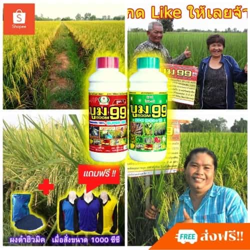 🆓ส่งฟรีไม่ใช้โค๊ด ปุ๋ยน้ำ ปุ๋ยนาข้าว ข้าวแตกกอใหญ่ ข้าวรวงใหญ่ เม็ดเต็ม น้ำหนักดี เร่งรวง ปุ๋ยข้าว